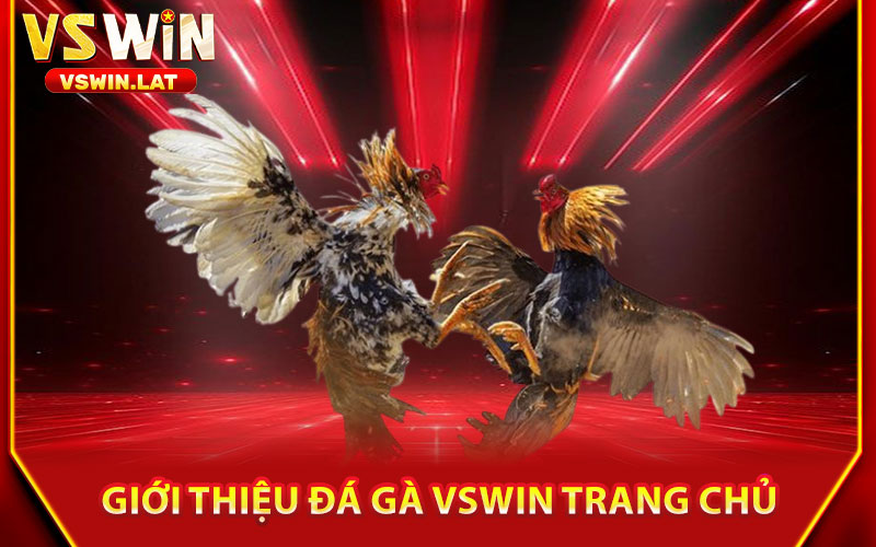 Đá Gà VSWIN – Trực Tiếp Các Trận Đấu Hấp Dẫn, Thắng Lớn 1 Giới Thiệu Đá Gà VSWIN